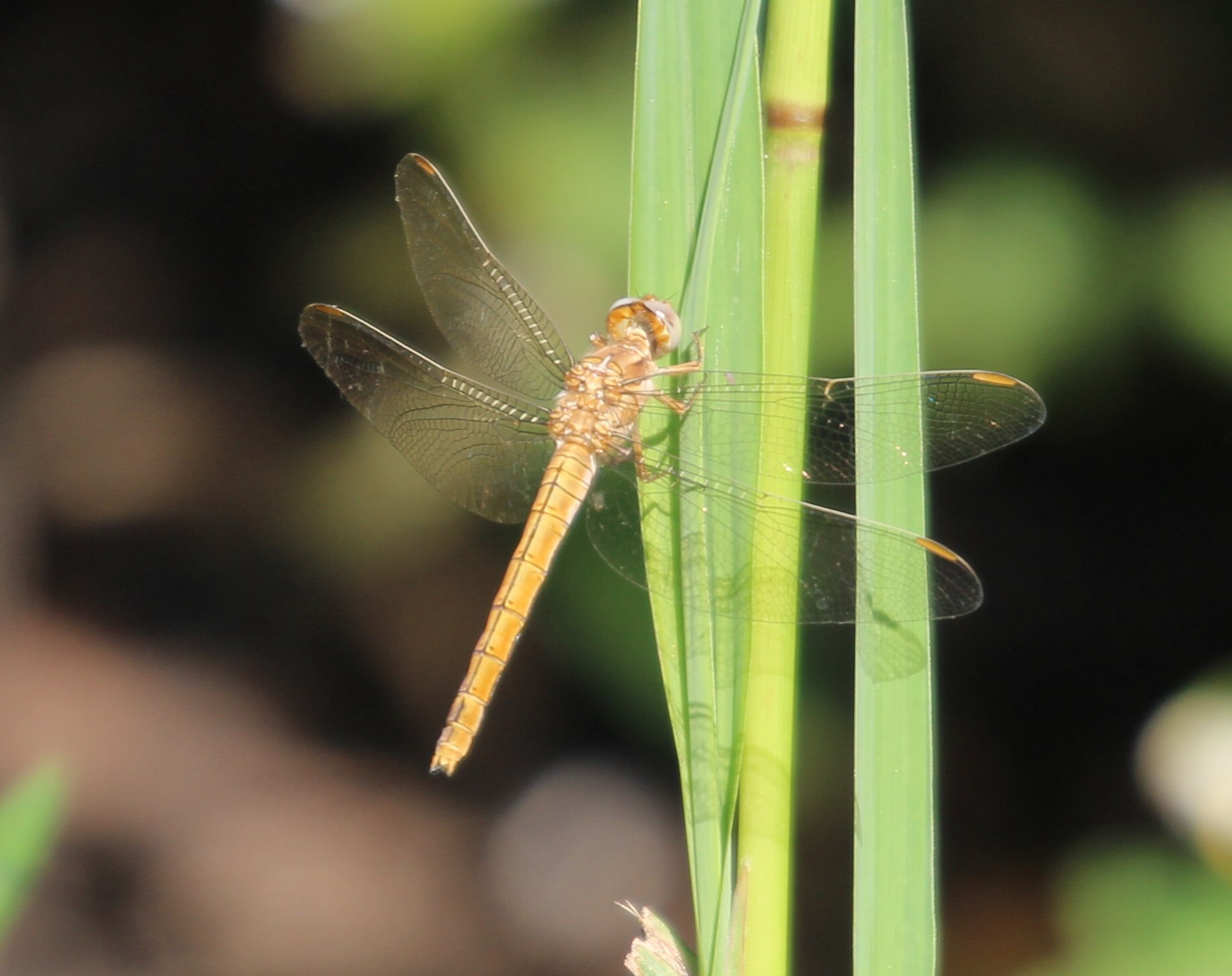 Orthetrum brunneum